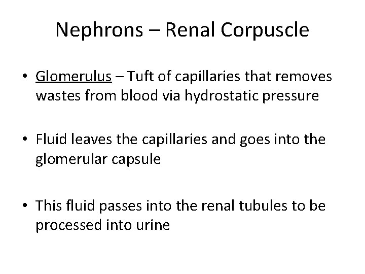 Nephrons – Renal Corpuscle • Glomerulus – Tuft of capillaries that removes wastes from