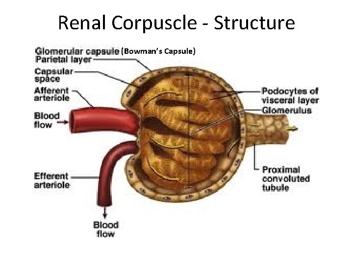 Renal Corpuscle - Structure (Bowman’s Capsule) 