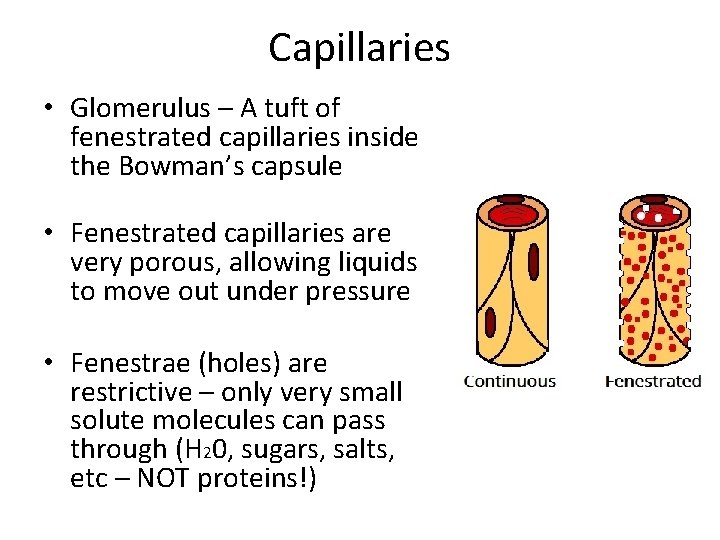 Capillaries • Glomerulus – A tuft of fenestrated capillaries inside the Bowman’s capsule •