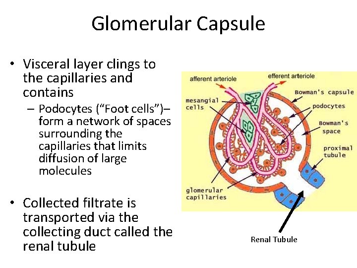 Glomerular Capsule • Visceral layer clings to the capillaries and contains – Podocytes (“Foot