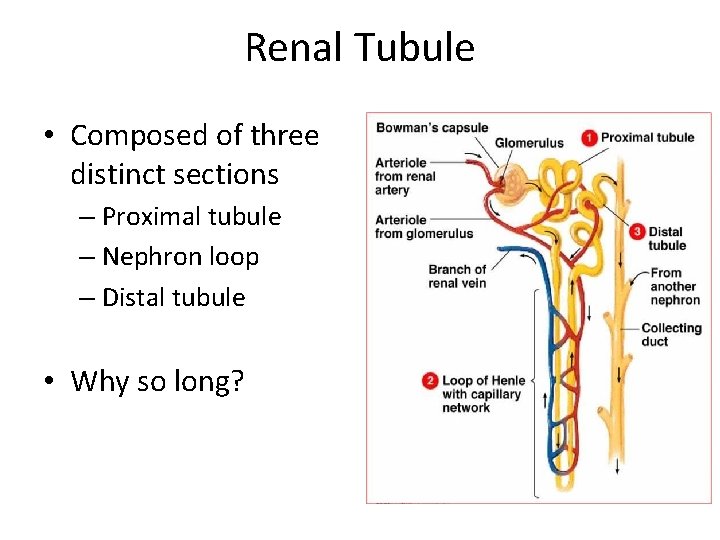 Renal Tubule • Composed of three distinct sections – Proximal tubule – Nephron loop