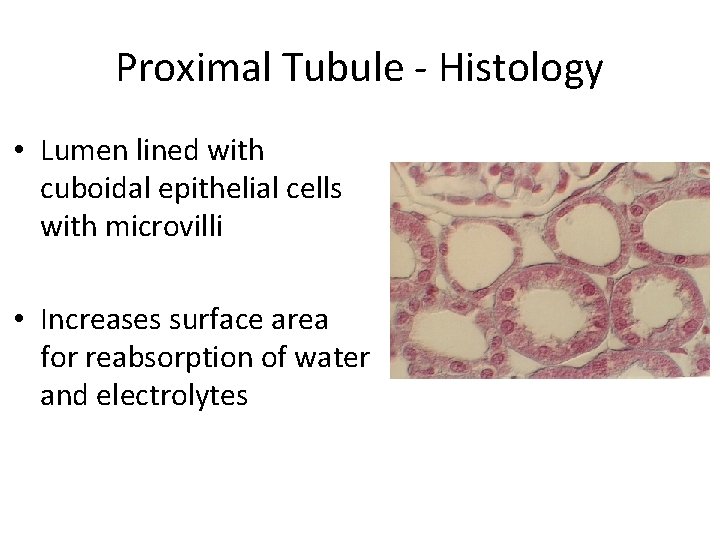 Proximal Tubule - Histology • Lumen lined with cuboidal epithelial cells with microvilli •