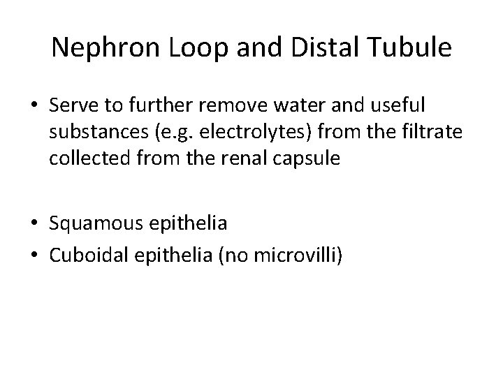 Nephron Loop and Distal Tubule • Serve to further remove water and useful substances