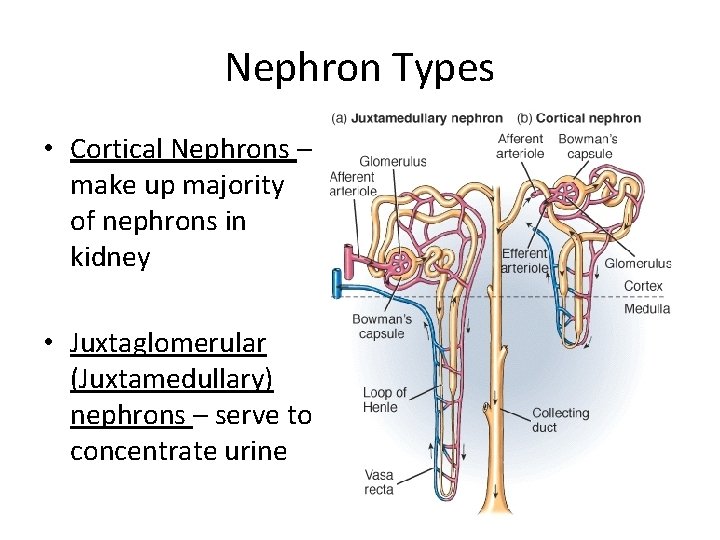 Nephron Types • Cortical Nephrons – make up majority of nephrons in kidney •