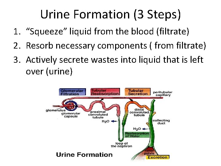 Urine Formation (3 Steps) 1. “Squeeze” liquid from the blood (filtrate) 2. Resorb necessary