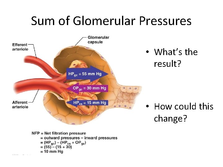 Sum of Glomerular Pressures • What’s the result? • How could this change? 