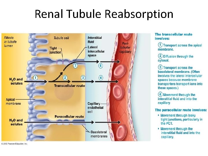 Renal Tubule Reabsorption 