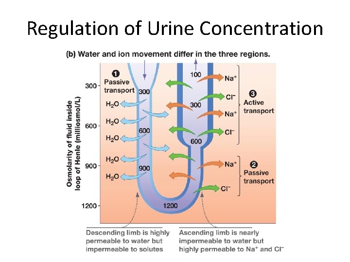 Regulation of Urine Concentration 