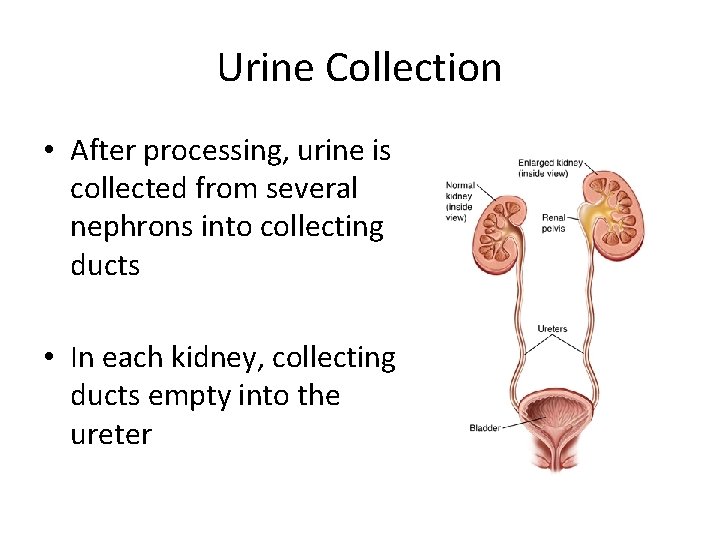 Urine Collection • After processing, urine is collected from several nephrons into collecting ducts