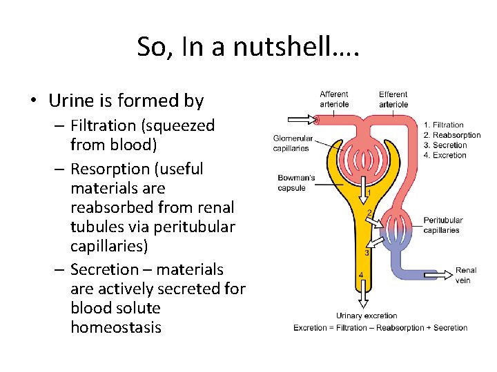 So, In a nutshell…. • Urine is formed by – Filtration (squeezed from blood)