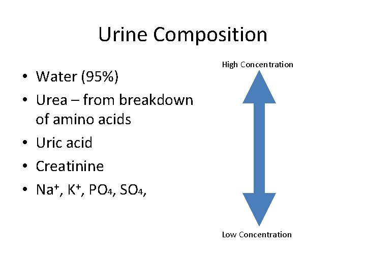 Urine Composition • Water (95%) • Urea – from breakdown of amino acids •