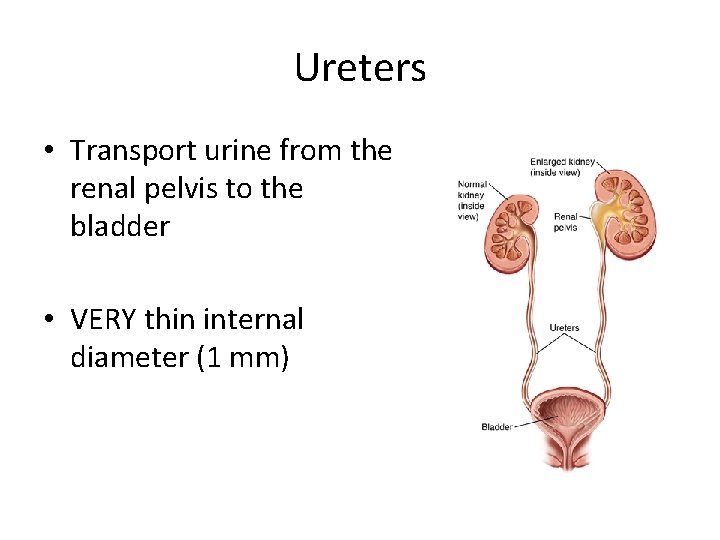 Ureters • Transport urine from the renal pelvis to the bladder • VERY thin