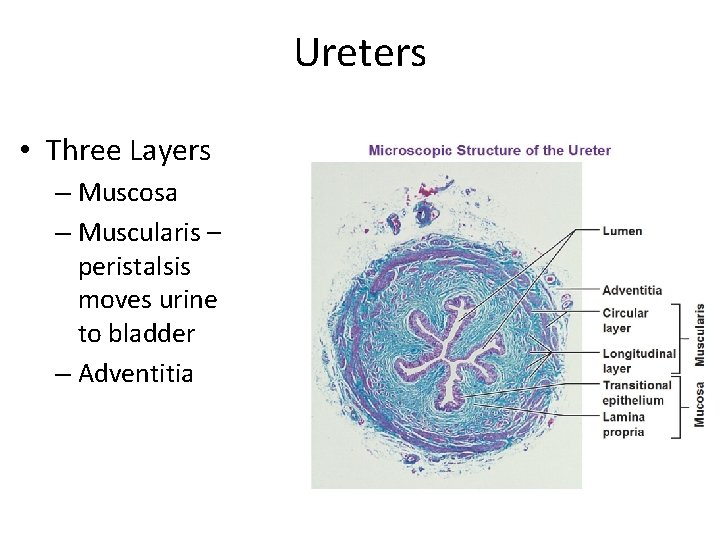 Ureters • Three Layers – Muscosa – Muscularis – peristalsis moves urine to bladder