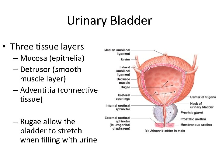 Urinary Bladder • Three tissue layers – Mucosa (epithelia) – Detrusor (smooth muscle layer)