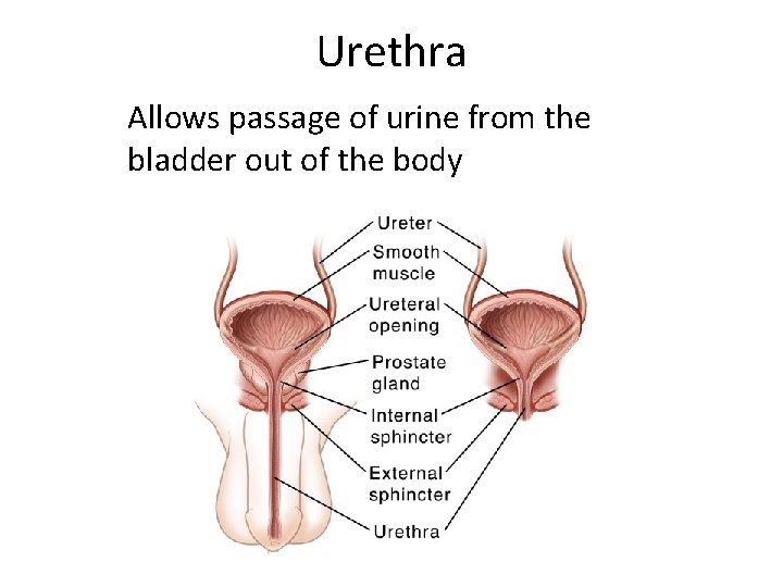 Urethra Allows passage of urine from the bladder out of the body 