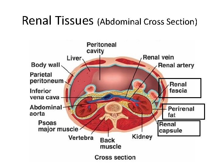 Renal Tissues (Abdominal Cross Section) 