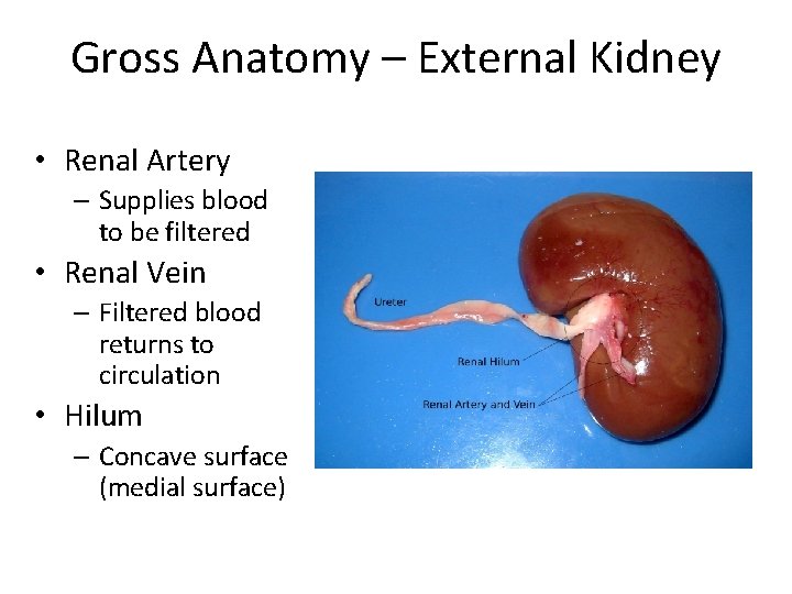 Gross Anatomy – External Kidney • Renal Artery – Supplies blood to be filtered