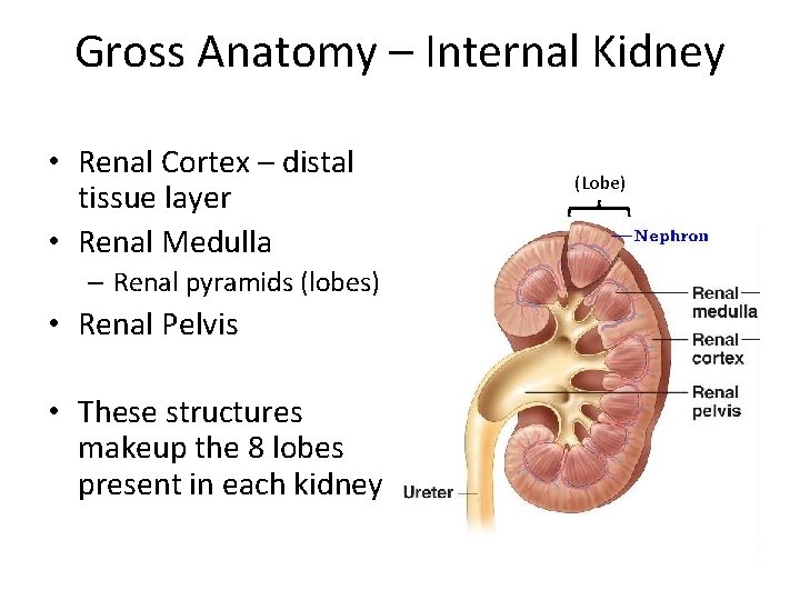 Gross Anatomy – Internal Kidney • Renal Cortex – distal tissue layer • Renal