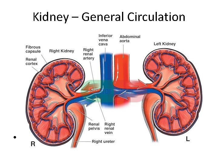 Kidney – General Circulation • 
