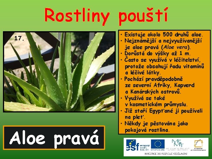Rostliny pouští 17. Aloe pravá • Existuje okolo 500 druhů aloe. • Nejznámější a
