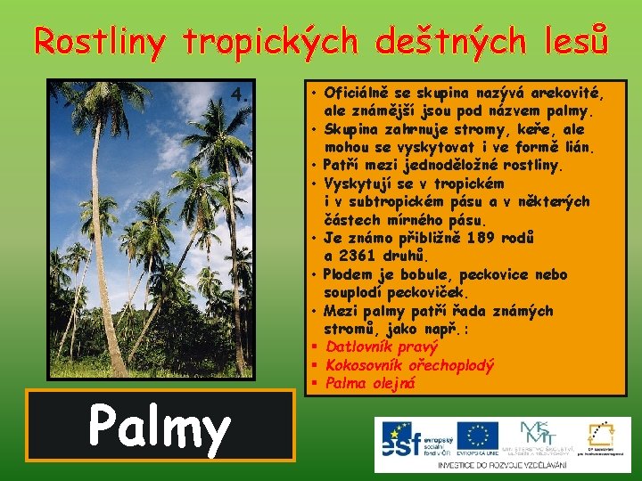 Rostliny tropických deštných lesů 4. Palmy • Oficiálně se skupina nazývá arekovité, ale známější
