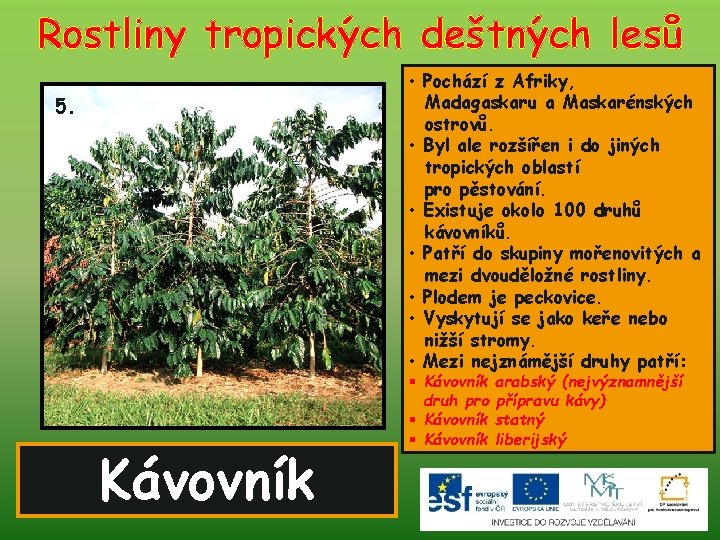 Rostliny tropických deštných lesů • Pochází z Afriky, Madagaskaru a Maskarénských ostrovů. • Byl