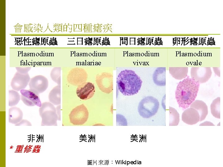 會感染人類的四種瘧疾 惡性瘧原蟲 三日瘧原蟲 間日瘧原蟲 卵形瘧原蟲 Plasmodium falciparum Plasmodium malariae Plasmodium vivax Plasmodium ovale 非洲