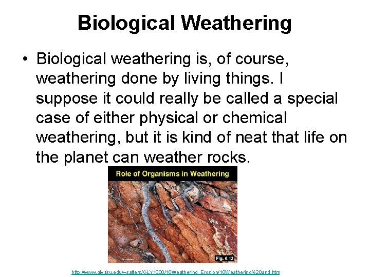 Biological Weathering • Biological weathering is, of course, weathering done by living things. I