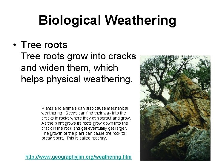 Biological Weathering • Tree roots grow into cracks and widen them, which helps physical