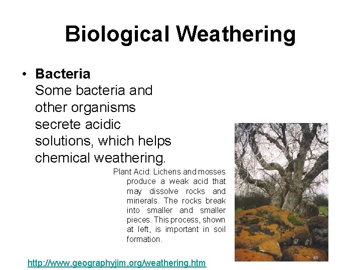 Biological Weathering • Bacteria Some bacteria and other organisms secrete acidic solutions, which helps