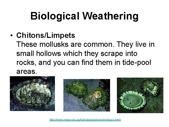 Biological Weathering • Chitons/Limpets These mollusks are common. They live in small hollows which