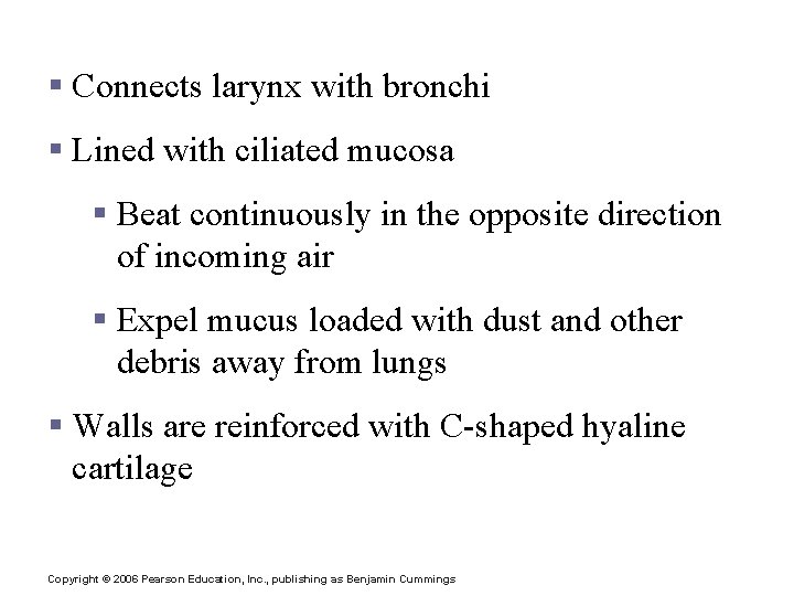 Trachea (Windpipe) § Connects larynx with bronchi § Lined with ciliated mucosa § Beat Trachea (Windpipe) § Connects larynx with bronchi § Lined with ciliated mucosa § Beat