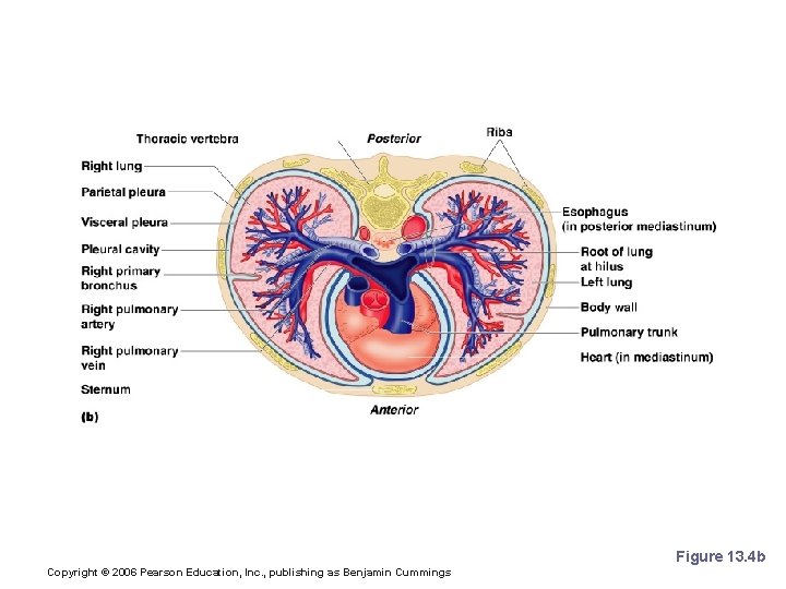 Lungs Figure 13. 4 b Copyright © 2006 Pearson Education, Inc. , publishing as Lungs Figure 13. 4 b Copyright © 2006 Pearson Education, Inc. , publishing as