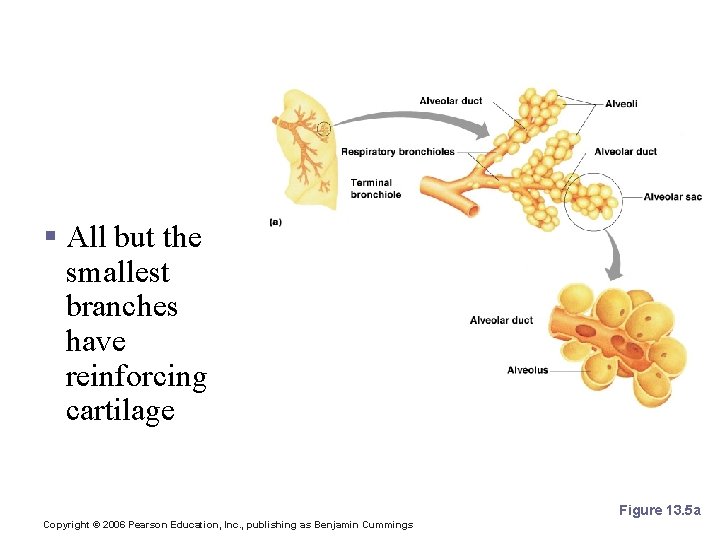 Bronchioles § All but the smallest branches have reinforcing cartilage Figure 13. 5 a Bronchioles § All but the smallest branches have reinforcing cartilage Figure 13. 5 a