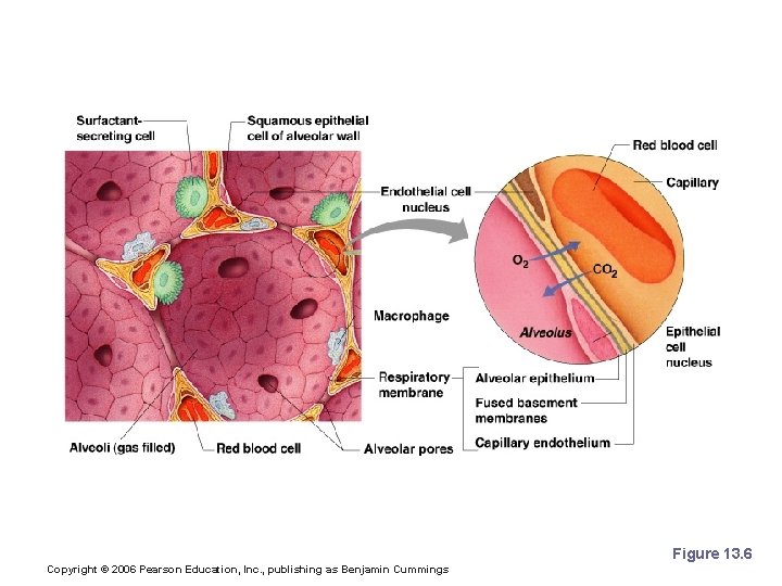 Respiratory Membrane (Air-Blood Barrier) Figure 13. 6 Copyright © 2006 Pearson Education, Inc. , Respiratory Membrane (Air-Blood Barrier) Figure 13. 6 Copyright © 2006 Pearson Education, Inc. ,