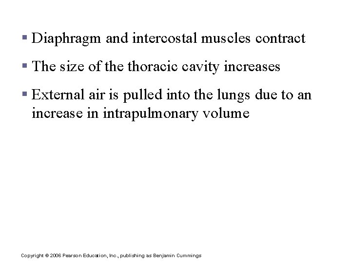 Inspiration § Diaphragm and intercostal muscles contract § The size of the thoracic cavity Inspiration § Diaphragm and intercostal muscles contract § The size of the thoracic cavity