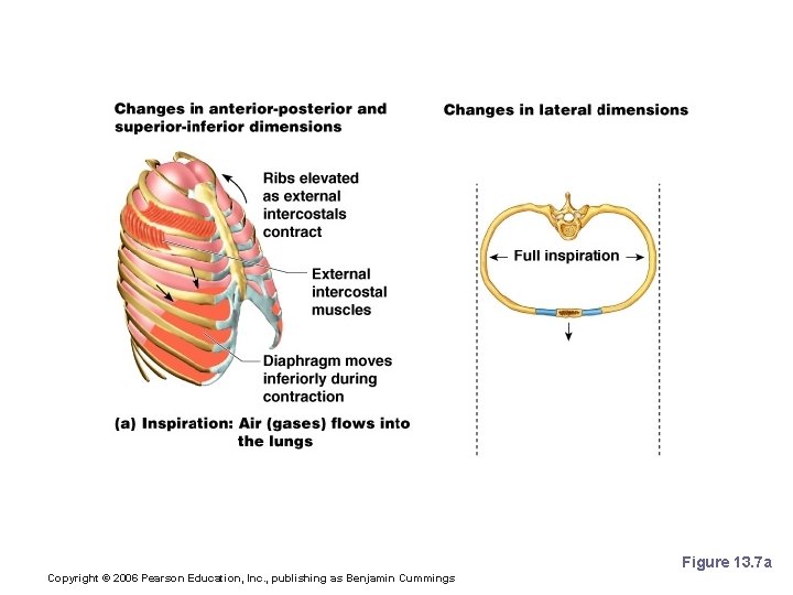 Inspiration Figure 13. 7 a Copyright © 2006 Pearson Education, Inc. , publishing as Inspiration Figure 13. 7 a Copyright © 2006 Pearson Education, Inc. , publishing as