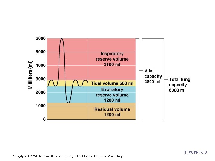 Respiratory Capacities Figure 13. 9 Copyright © 2006 Pearson Education, Inc. , publishing as Respiratory Capacities Figure 13. 9 Copyright © 2006 Pearson Education, Inc. , publishing as
