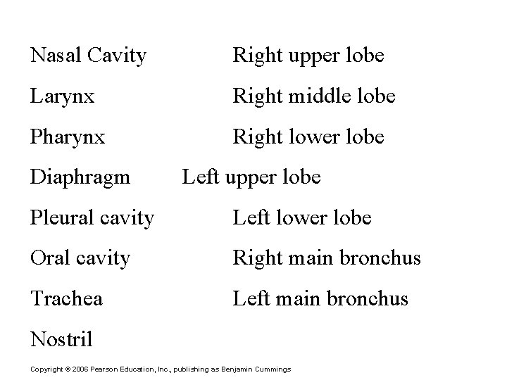Respiratory Diagrams Nasal Cavity Right upper lobe Larynx Right middle lobe Pharynx Right lower Respiratory Diagrams Nasal Cavity Right upper lobe Larynx Right middle lobe Pharynx Right lower