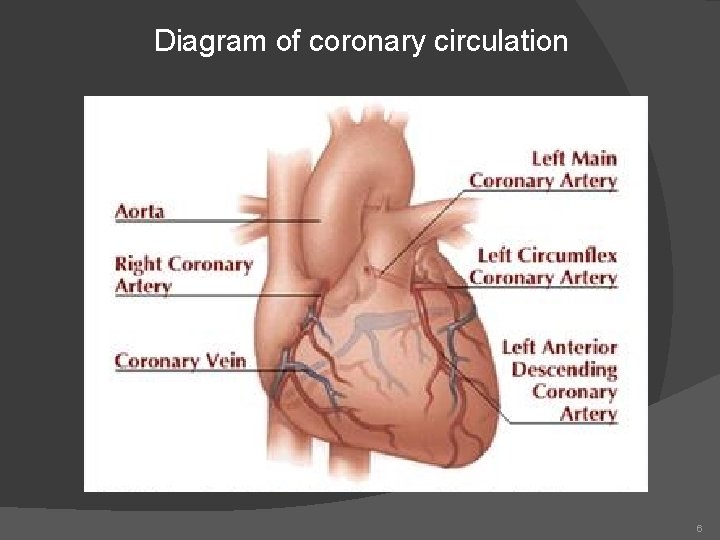 Diagram of coronary circulation 6 
