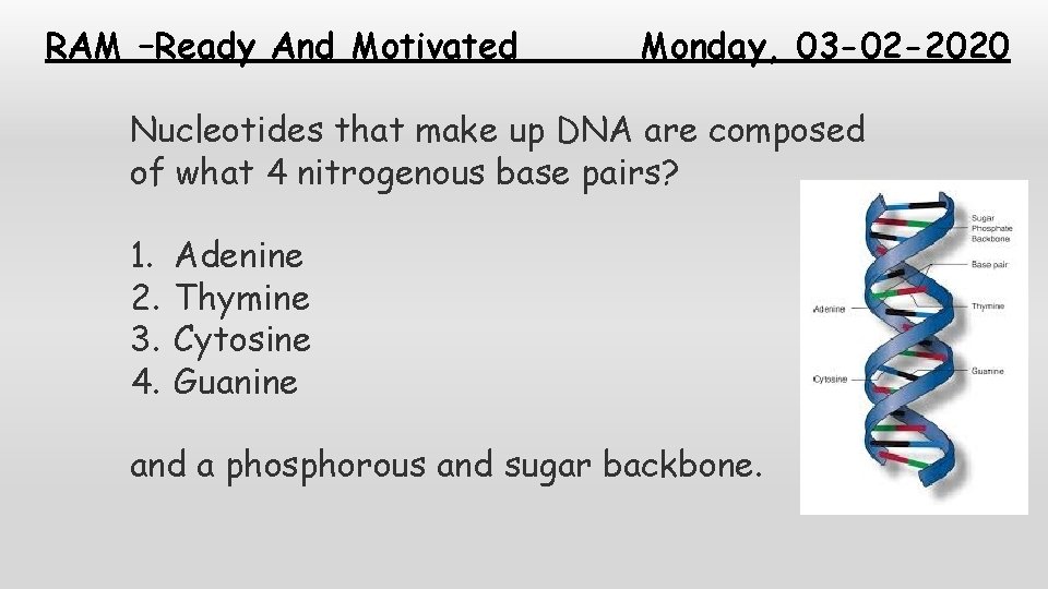 RAM –Ready And Motivated Monday, 03 -02 -2020 Nucleotides that make up DNA are