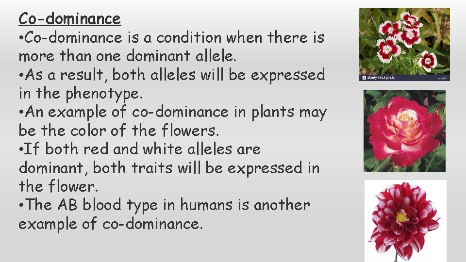 Co-dominance • Co-dominance is a condition when there is more than one dominant allele.