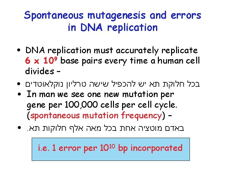 Spontaneous mutagenesis and errors in DNA replication ● ● DNA replication must accurately replicate