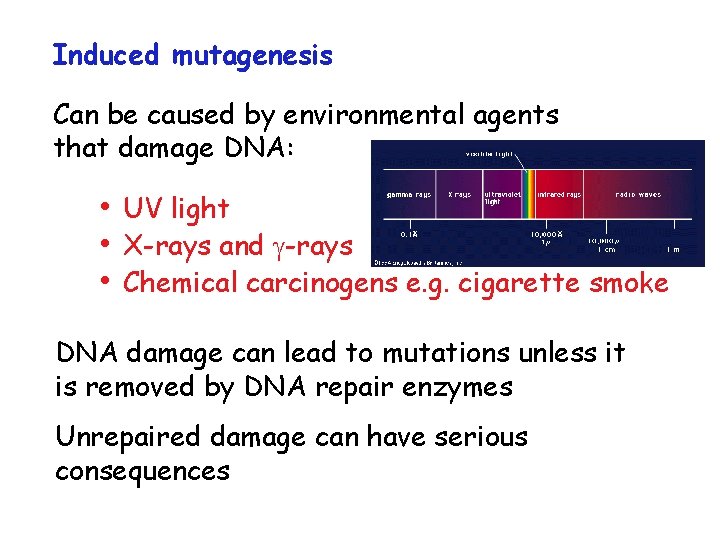 Induced mutagenesis Can be caused by environmental agents that damage DNA: • UV light
