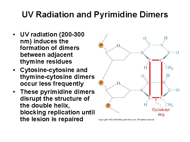 UV Radiation and Pyrimidine Dimers • UV radiation (200 -300 nm) induces the formation