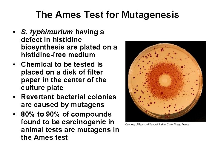 The Ames Test for Mutagenesis • S. typhimurium having a defect in histidine biosynthesis