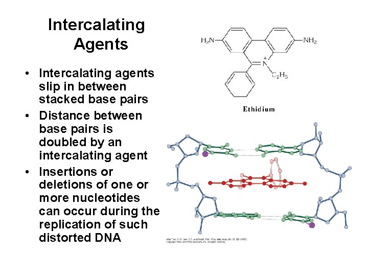 Intercalating Agents • Intercalating agents slip in between stacked base pairs • Distance between