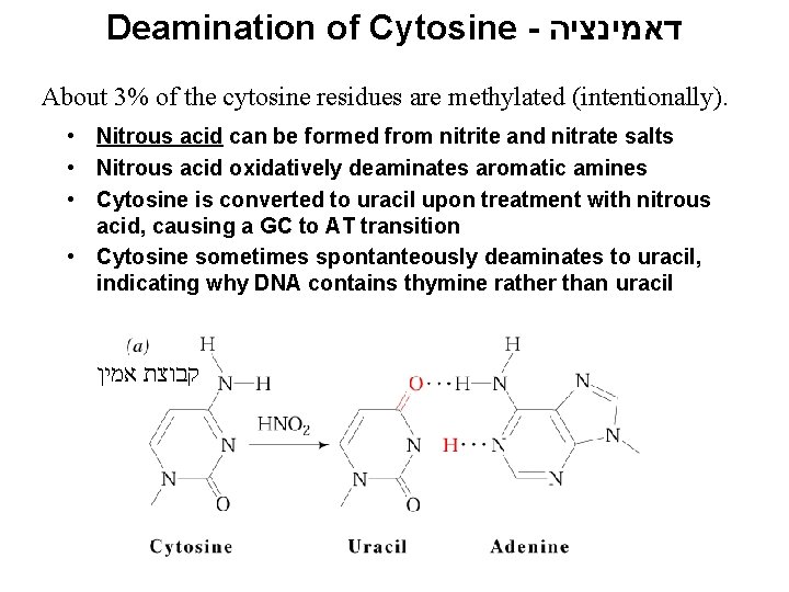 Deamination of Cytosine - דאמינציה About 3% of the cytosine residues are methylated (intentionally).