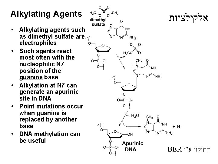 Alkylating Agents אלקילציות • Alkylating agents such as dimethyl sulfate are electrophiles • Such