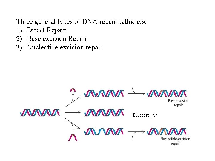 Three general types of DNA repair pathways: 1) Direct Repair 2) Base excision Repair